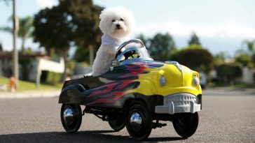 viajar de carro com o pet